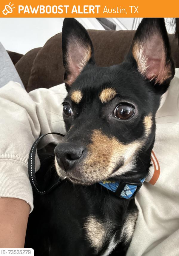 Found/Stray Female Dog last seen Amherst Dr and Duval Rd, Austin, TX 78729