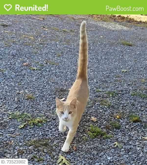 Reunited Male Cat last seen Mint Rd., Blount County, TN 37803