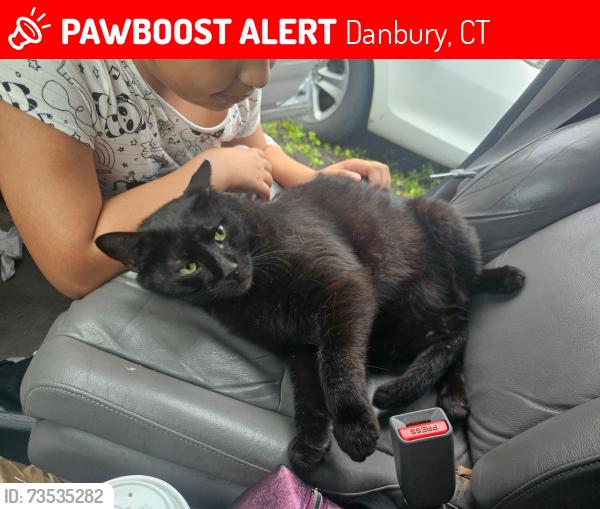 Lost Male Cat last seen Mary Terrace, Garry Knolls, Danbury, CT 06810