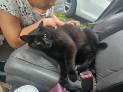 Lost Male Cat last seen Mary Terrace, Garry Knolls, Danbury, CT 06810