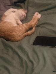 Reunited Male Cat last seen Near azalea trace dr, Houston, TX 77066