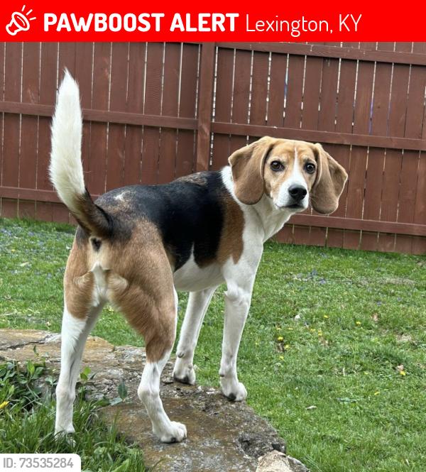 Lost Male Dog last seen Mount Tabor, Lexington, KY 40517