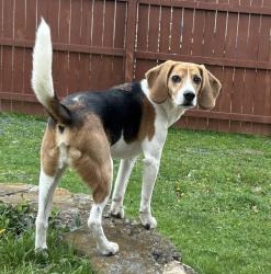 Lost Male Dog last seen Mount Tabor, Lexington, KY 40517