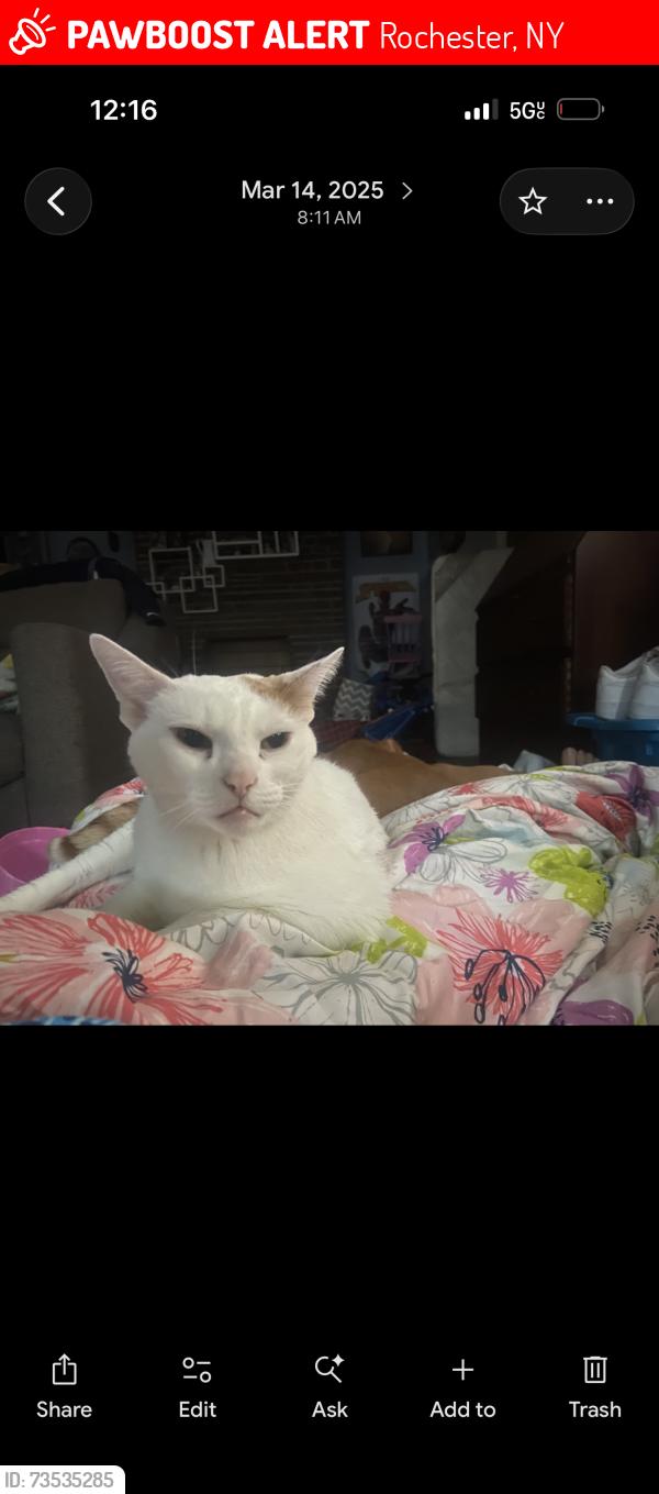 Lost Male Cat last seen Raines park, Rochester, NY 14613