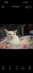Lost Male Cat last seen Raines park, Rochester, NY 14613