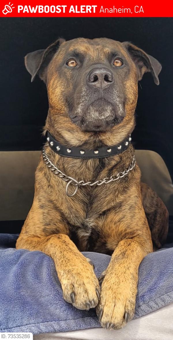 Lost Male Dog last seen Walmart orangethrope and lemon, Anaheim, CA 92832
