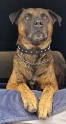 Lost Male Dog last seen Walmart orangethrope and lemon, Anaheim, CA 92832