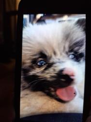 Lost Female Dog last seen 2nd, 3rd, B St, D St, Hayward, CA 94541