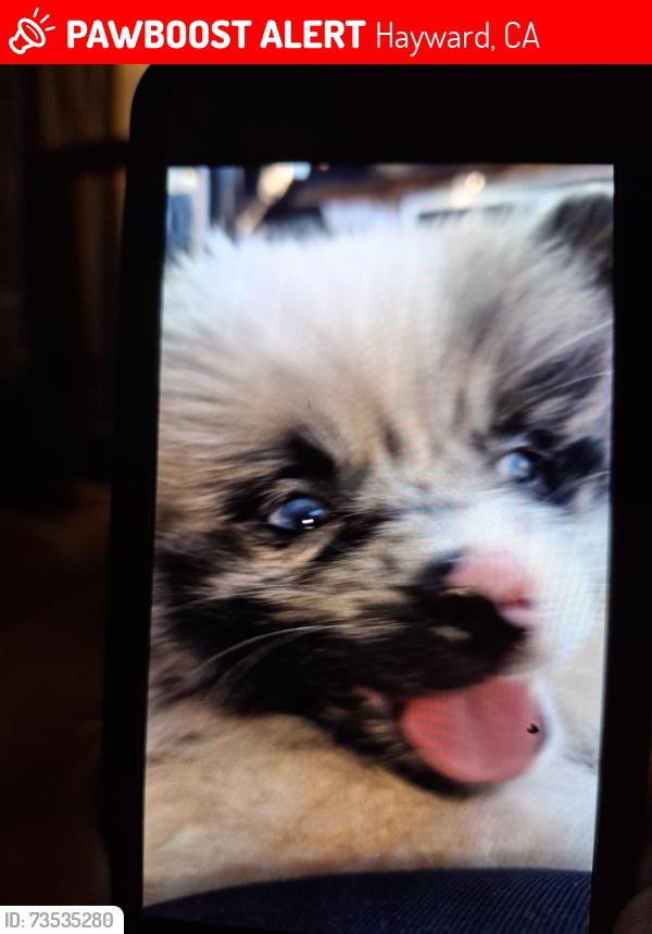 Lost Female Dog last seen 2nd, 3rd, B St, D St, Hayward, CA 94541