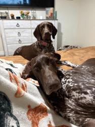 Lost Male Dog last seen Near NW 14th St Cape Coral, FL 33993 United States, Cape Coral, FL 33993
