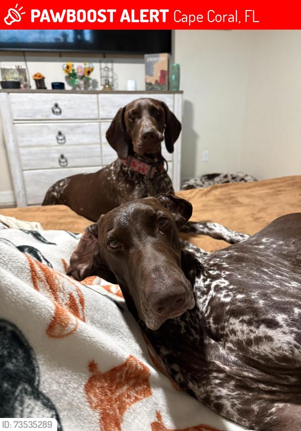 Lost Male Dog last seen Near NW 14th St Cape Coral, FL 33993 United States, Cape Coral, FL 33993