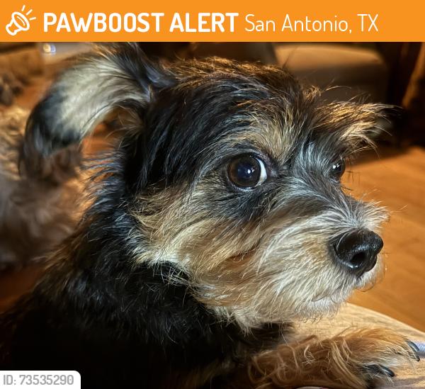Found/Stray Female Dog last seen Callaghan & Babcock, San Antonio, TX 78229