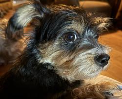 Found/Stray Female Dog last seen Callaghan & Babcock, San Antonio, TX 78229