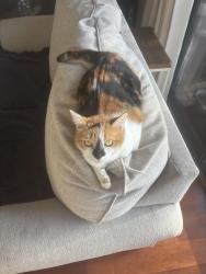 Lost Female Cat last seen Fairwind Dr, Houston, TX 77062