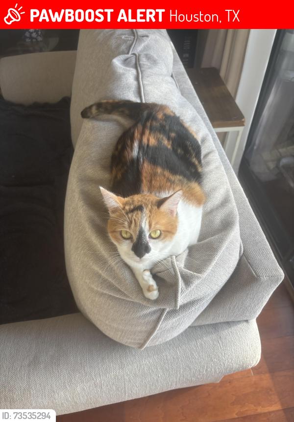 Lost Female Cat last seen Fairwind Dr, Houston, TX 77062