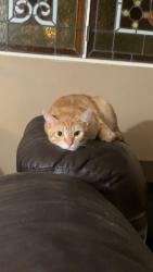 Reunited Male Cat last seen 162nd St. and Dalton Ave., Gardena, CA 90247