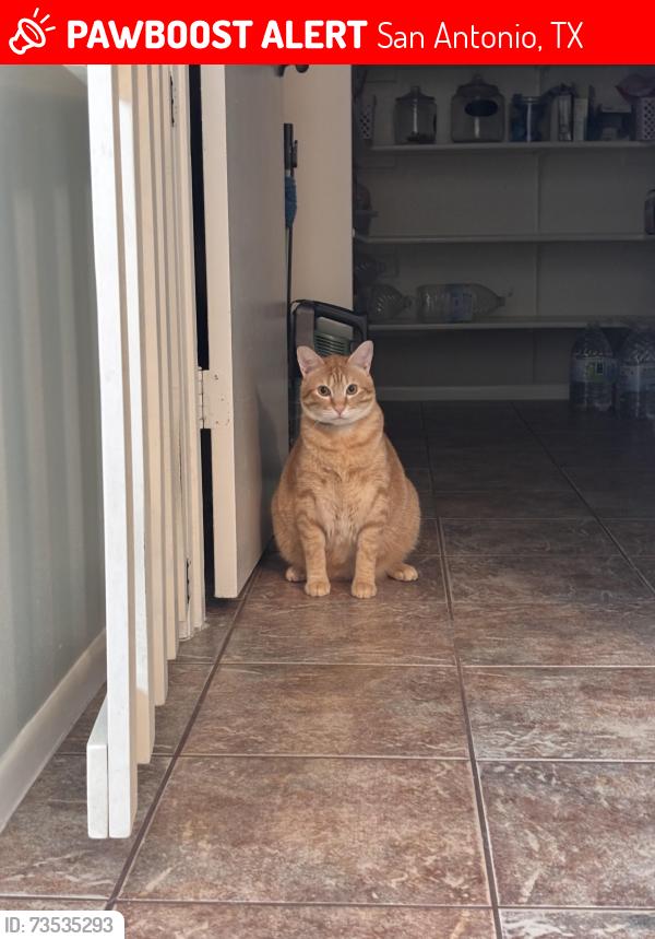 Lost Male Cat last seen Morningfield and Lazy Trails, San Antonio, TX 78250