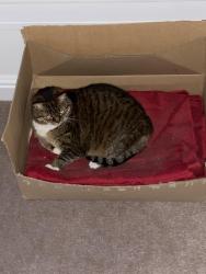 Lost Female Cat last seen Beecham Road, Fratton, England PO1 5LY