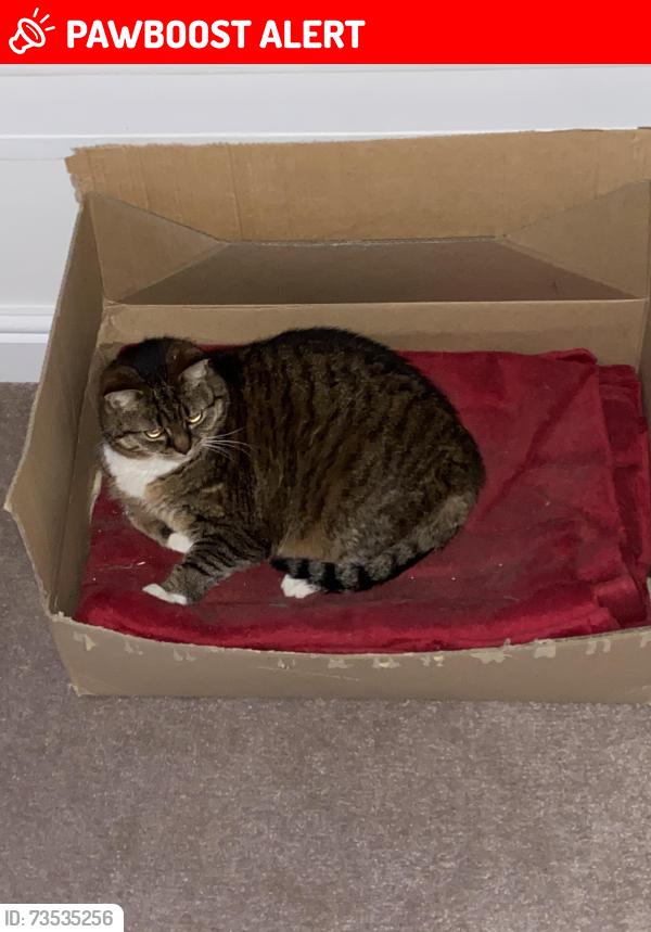 Lost Female Cat last seen Beecham Road, Fratton, England PO1 5LY