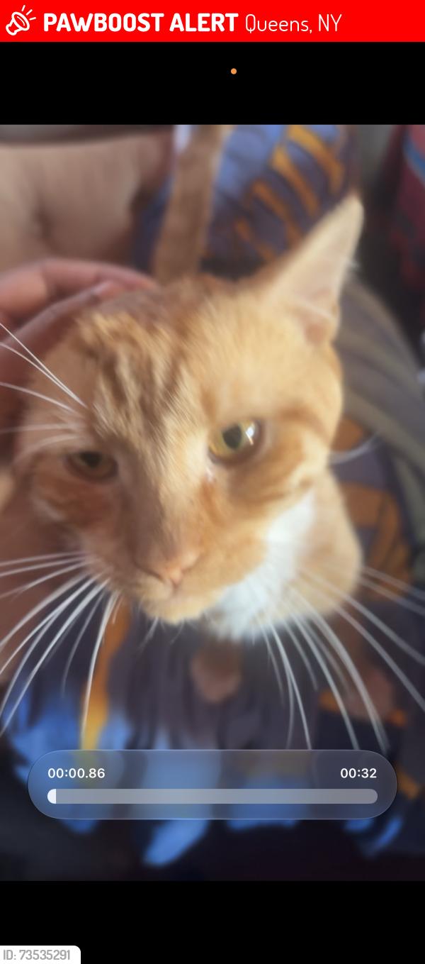 Lost Male Cat last seen In between 97th av and 103rd ave most likely, Queens, NY 11420