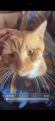 Lost Male Cat last seen In between 97th av and 103rd ave most likely, Queens, NY 11420