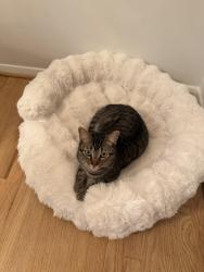 Reunited Male Cat last seen Across the street from Church of Christ At Manor Woods, Rockville, MD 20853