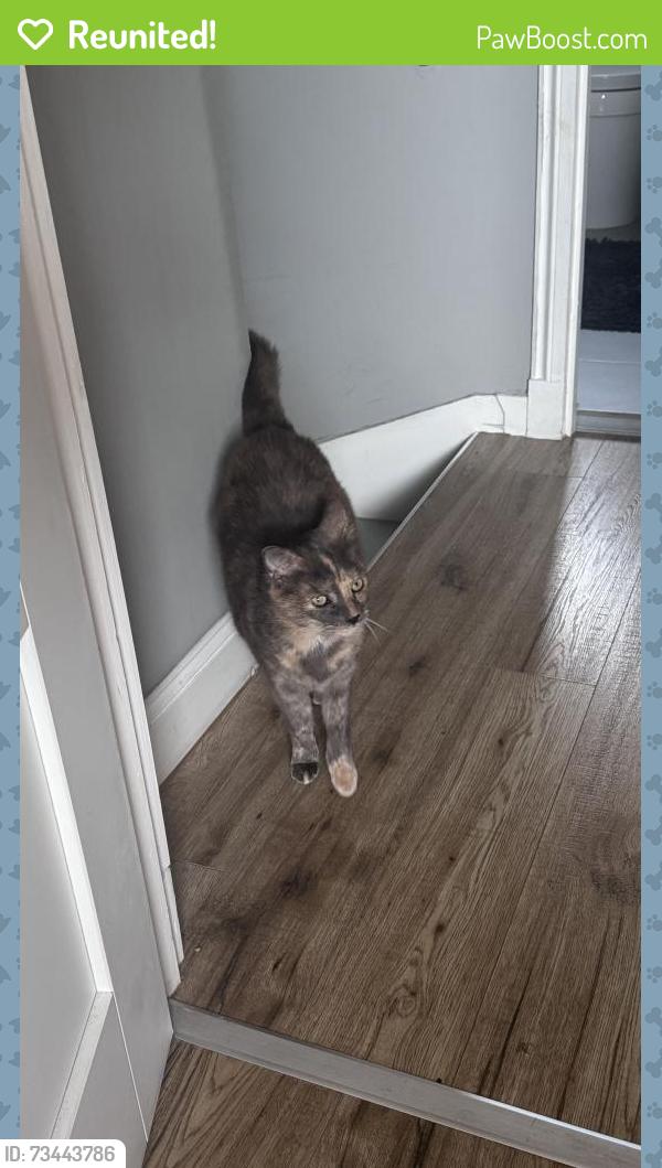 Reunited Female Cat last seen Next to the hses, Edinburgh, Scotland EH11 4QS