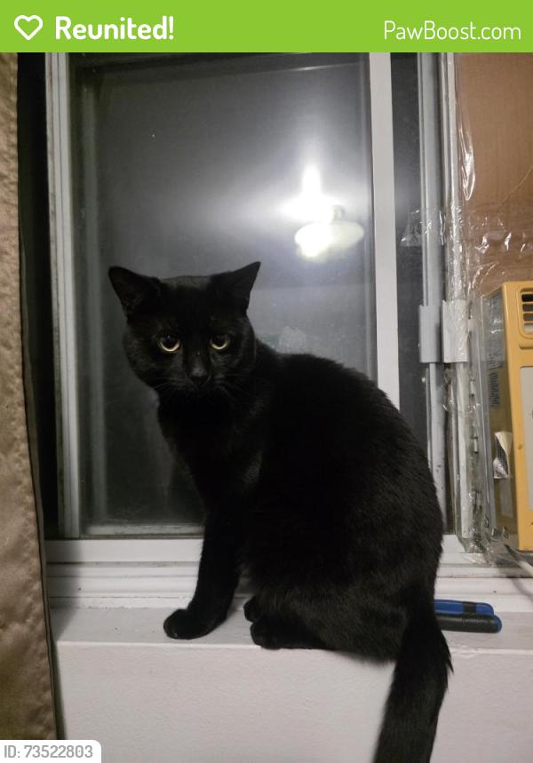 Reunited Male Cat last seen Near rue villeneuve, Montréal, QC H1G 1M5