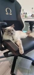Reunited Male Cat last seen Opposite Discovery Park Braybrook, Maidstone, VIC 3012