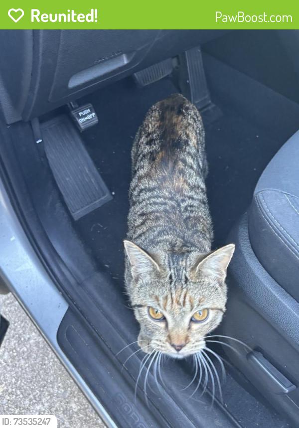 Reunited Female Cat last seen Near Montvale Elementary School, Maryville, TN 37803