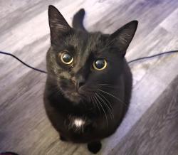 Lost Female Cat last seen Neighborhood between Casey's & Auto Zone, Hwy 98 & Marseille Dr., Gulf Breeze, FL 32563