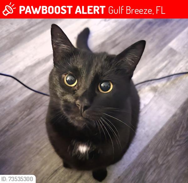 Lost Female Cat last seen Neighborhood between Casey's & Auto Zone, Hwy 98 & Marseille Dr., Gulf Breeze, FL 32563