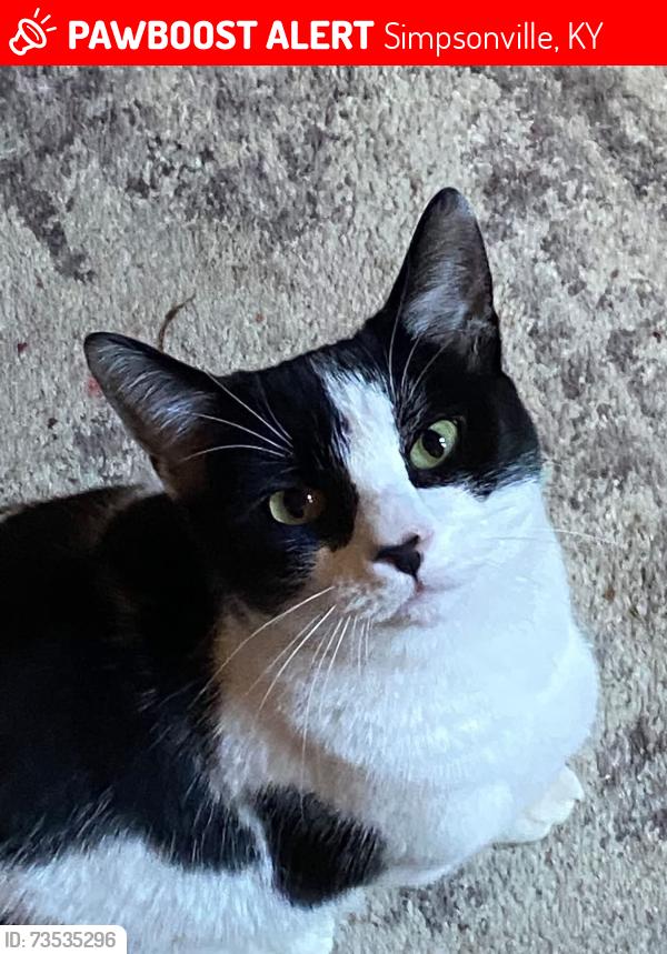 Lost Male Cat last seen Webb road, Simpsonville, KY 40067
