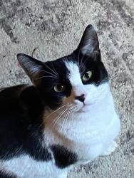 Lost Male Cat last seen Webb road, Simpsonville, KY 40067