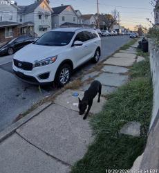 Found/Stray Male Dog last seen North Hyde Park and Lafayette, Scranton, PA 18504