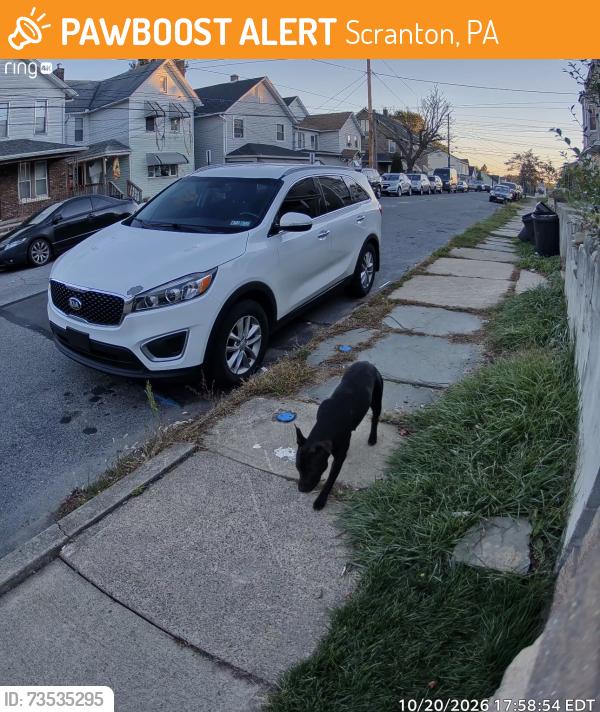 Found/Stray Male Dog last seen North Hyde Park and Lafayette, Scranton, PA 18504