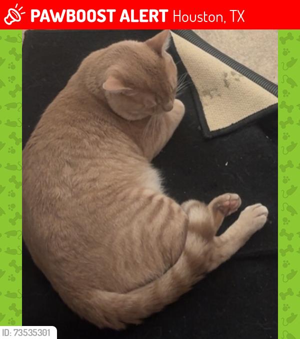 Lost Male Cat last seen Schroeder Rd. Willowbrook Area, Houston, TX 77070