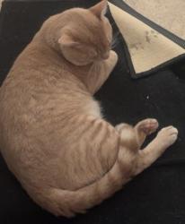 Lost Male Cat last seen Schroeder Rd. Willowbrook Area, Houston, TX 77070