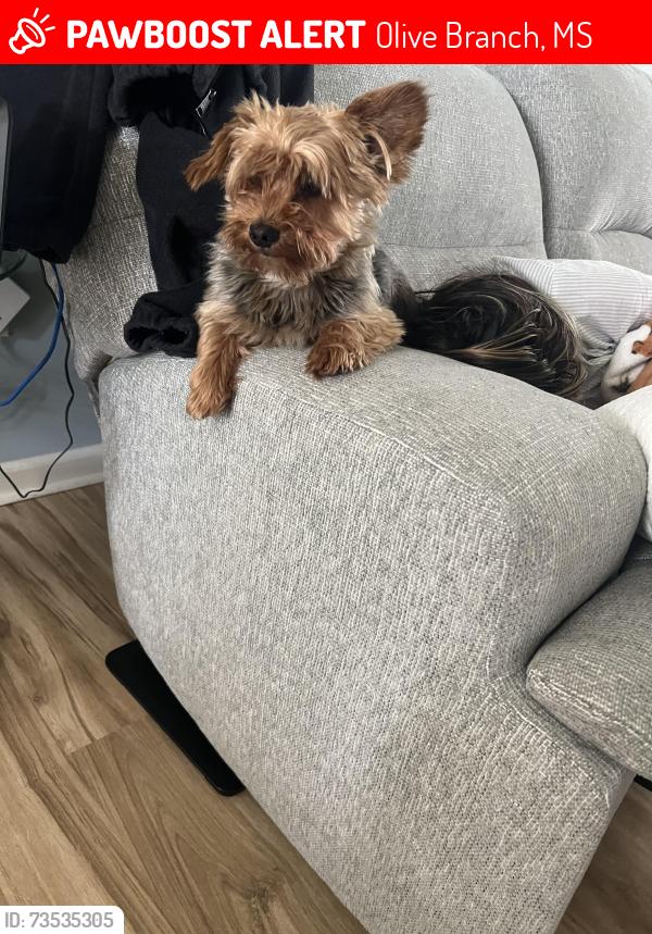 Lost Male Dog last seen Oak Cir w, Olive Branch, MS 38654