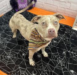 Shelter Stray Female Dog last seen Near BLOCK LAMPHERE ST, DETROIT MI 48219, 1431 E Ferry St, Detroit, MI 48211, USA