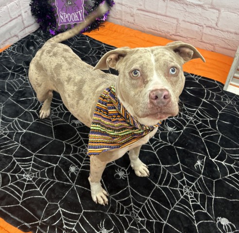 Shelter Stray Female Dog last seen Near BLOCK LAMPHERE ST, DETROIT MI 48219, 1431 E Ferry St, Detroit, MI 48211, USA