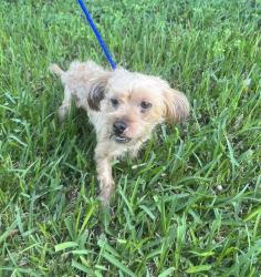 Shelter Stray Male Dog last seen Near BLOCK SW 232 ST, 3599 NW 79th Ave, Doral, FL 33122, USA