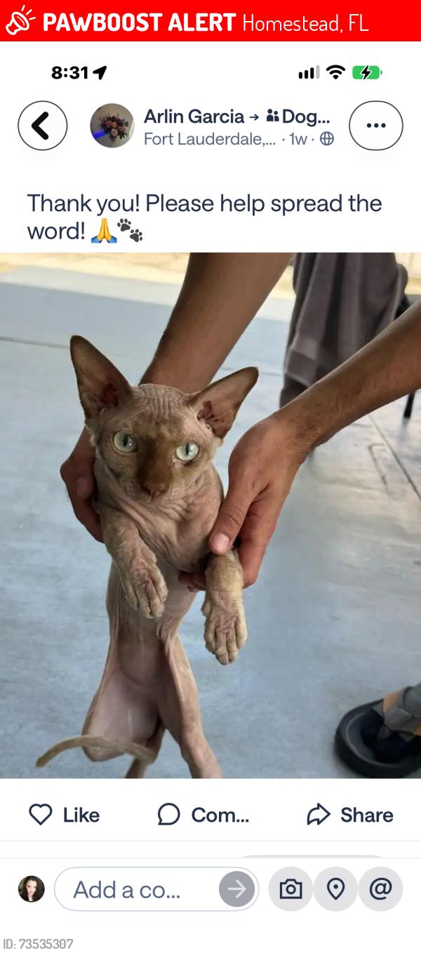 Lost Male Cat last seen Airport, Homestead, FL 33031