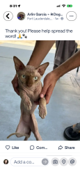 Lost Male Cat last seen Airport, Homestead, FL 33031