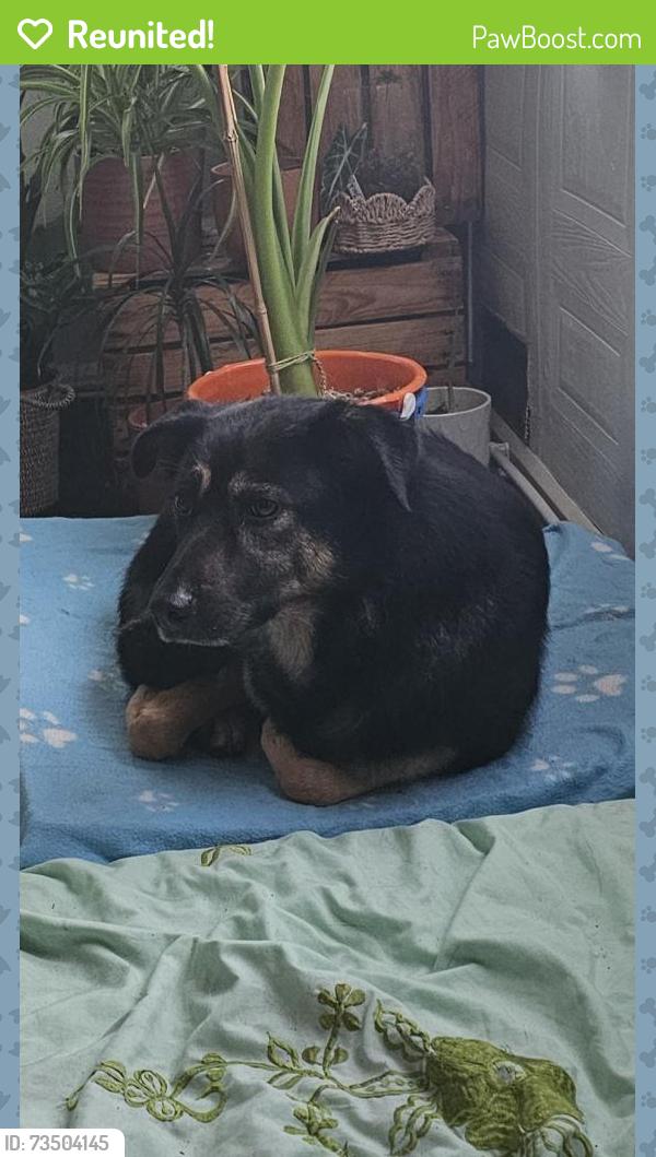 Reunited Female Dog last seen Near Brownfield Gardens Maidenhead, Berkshire, England SL6 2RL