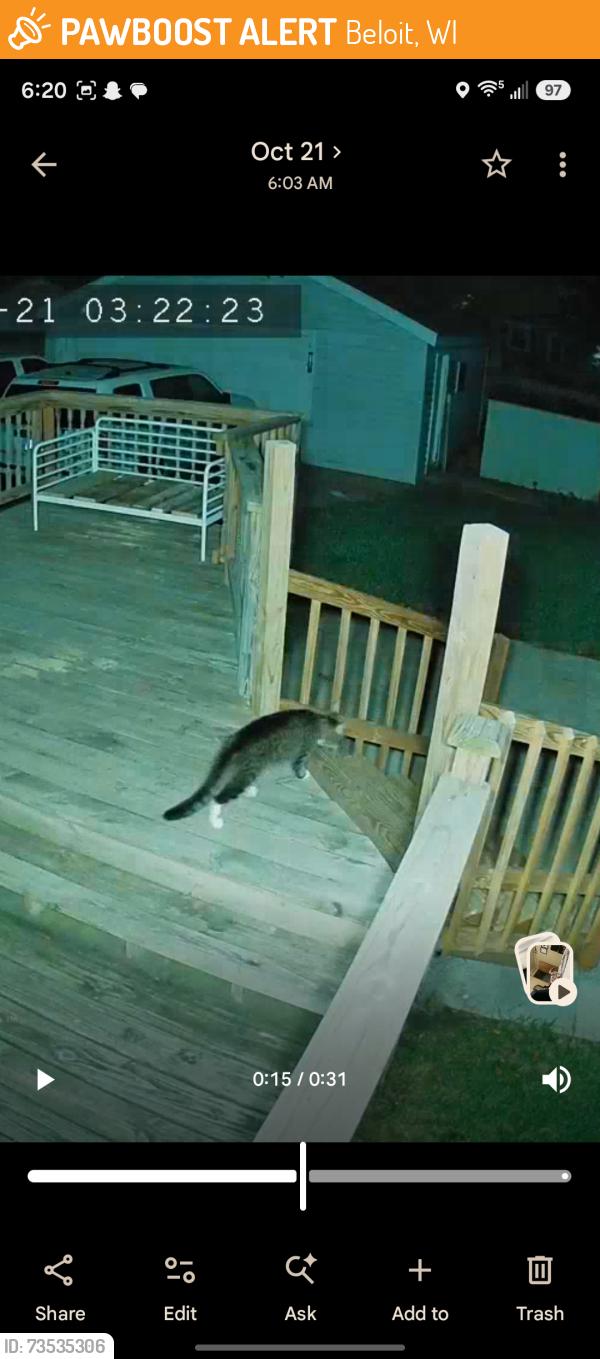 Found/Stray Unknown Cat last seen Prairie st. Intersection after dollar tree, Beloit, WI 53511
