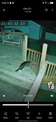 Found/Stray Unknown Cat last seen Prairie st. Intersection after dollar tree, Beloit, WI 53511