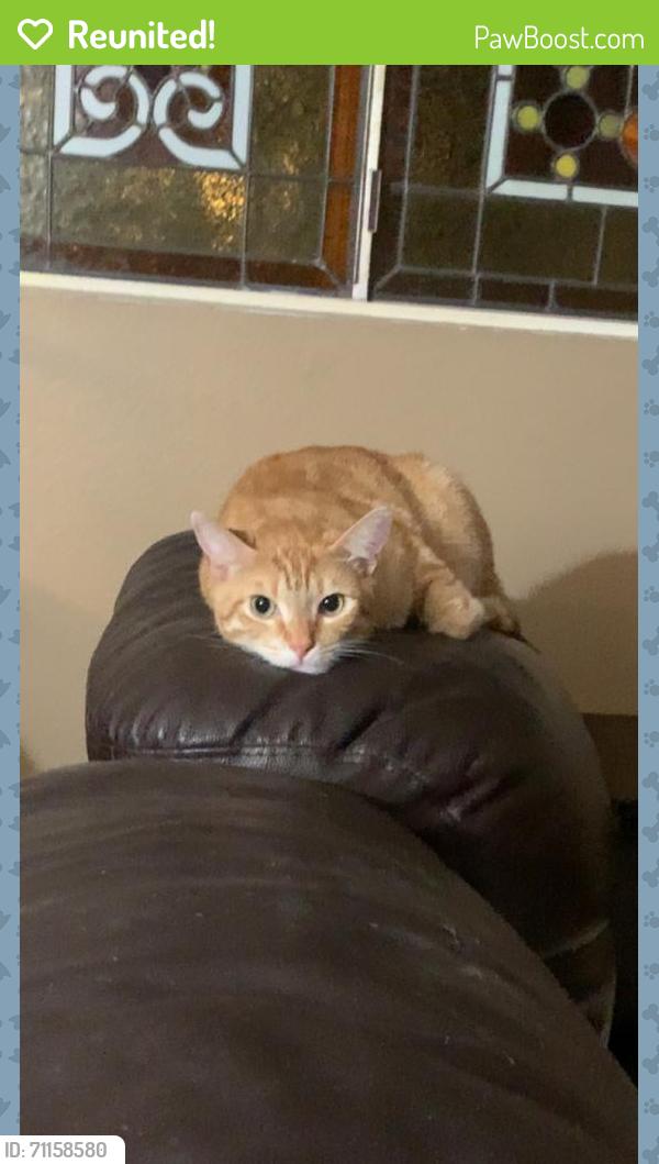 Reunited Male Cat last seen 162nd St. and Dalton Ave., Gardena, CA 90247