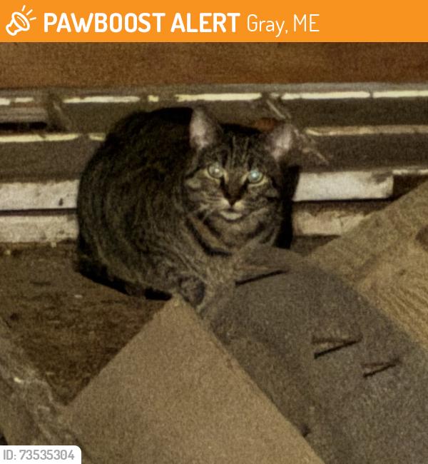 Found/Stray Unknown Cat last seen Whitney rd, Gray, ME 04097