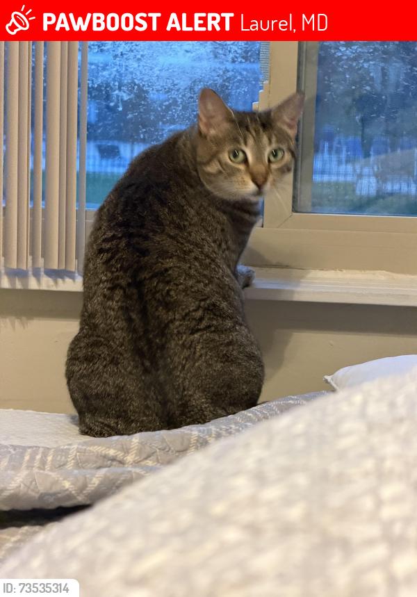 Lost Female Cat last seen 4th Street Laurel, MD, Laurel, MD 20707